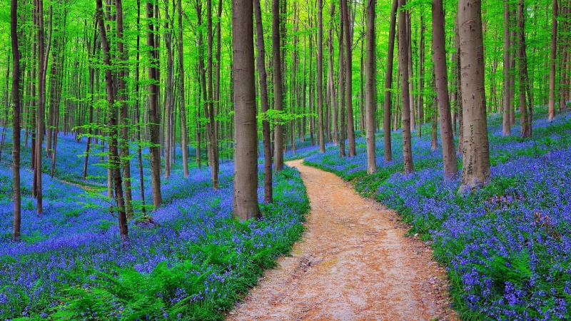 tree trunk, tranquil scene, flowering plant, growth, vegetation, bluebells, bamboo - plant, non-urban scene, land, plant, purple, halle, hallerbos, flower
