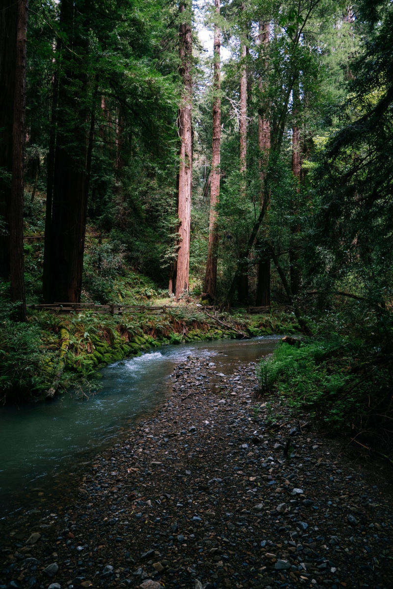 land, trees, water, growth, tree, forest, woodland, direction, nature, stream, flowing, the way forward, brook, outdoors, tranquility, mill valley, no people