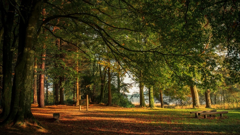 europe, nature, park, woodland, deciduous, woods, 4K, ireland, castleblayney, forest, tree, benches, vegetation, grove, quiet, path