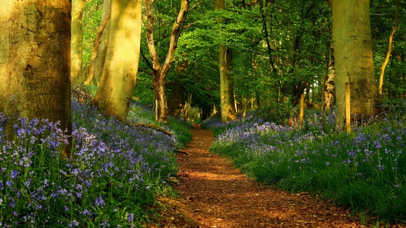 vegetation, sunlight, scenics - nature, wildflower, flowering plant, tree, direction, the way forward, trail, forest, landscape, purple, tranquil scene