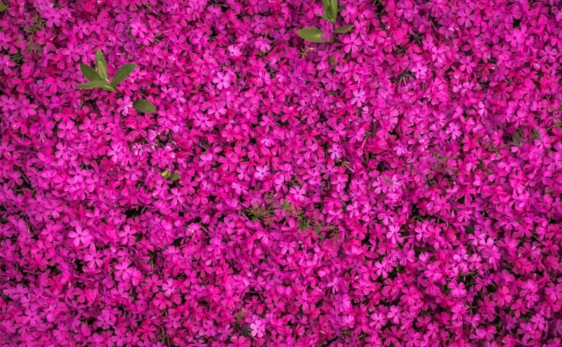 delicate, abundance, bright, beauty in nature, garden, flower head, spring flowers, fragility, nature, blossom, magenta, blooming, no people, pattern, studio shot