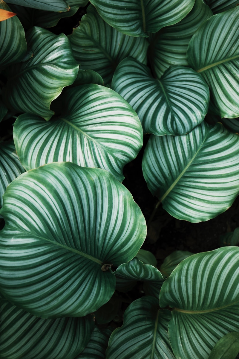 beauty in nature, plants, natural pattern, backgrounds, shadow, outdoors, leafed, leaves, close-up, leafe, full frame, stripe, leaf, pattern, plant, no people