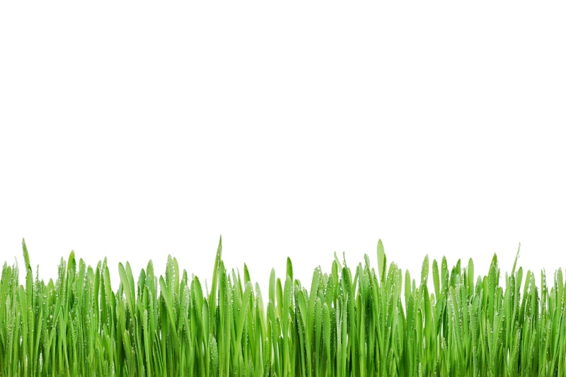 outdoors, meadow, bright, greens, vegetable, green Color, springtime, stand-alone, blade of grass, rosa, close-up, fresh, agriculture, field, water, plant