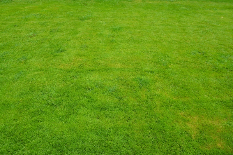 lawn mowing, golf course, green, yard, playing field, front or back yard, green color, field, lawn, grass, outside, green background, springtime, residential