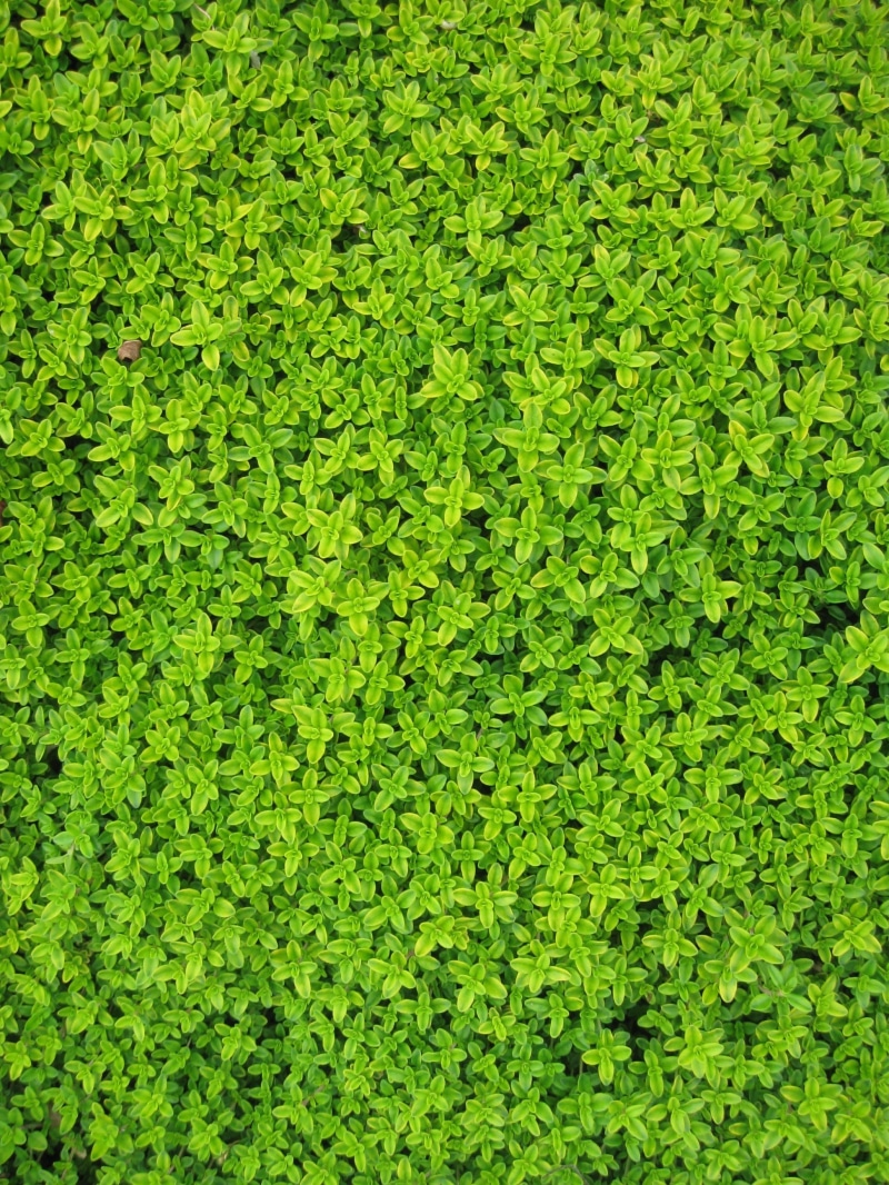 lush, floral, freshness, ivy, vertical, plants, pattern, garden, flora, grass, leaf, abstract, vine, plant, hedge, outdoors, 2K, sunlight, botanical, beauty in nature