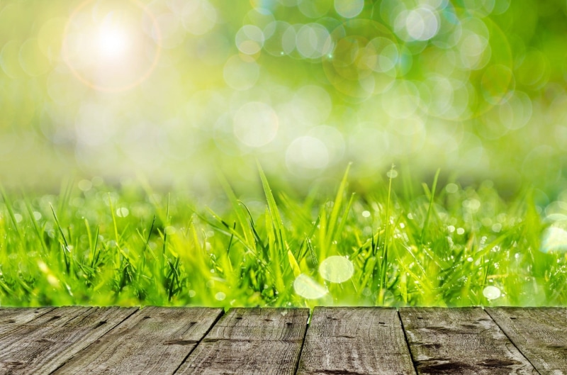 springtime, green grass, beauty in nature, background, summer, outdoors, circle, environment, grassland, sunlight, close-up, grass, clear, selective focus