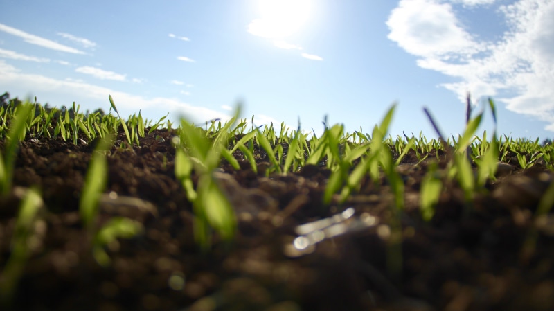 sunlight, seed, meadow, green, summer, food and drink, germinating, no people, plants, growth, seedlings, land, lawn, vegetable, plant, selective focus