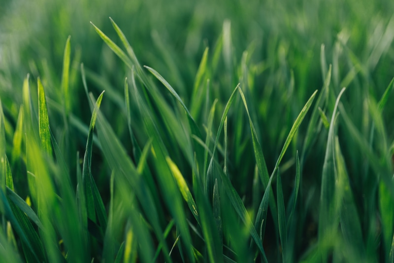 green, full frame, environment, summer, closeup, 5K, field, close, food, outdoors, plant, macro, land, leaf, landscape, grass, beauty in nature, cereal plant