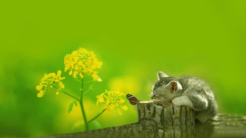 rodent, pattern, design, flower, meadow, mammal, plant, no people, vertebrate, lawn, season, animal, animals in the wild, sky, yellow, flowers, leaves