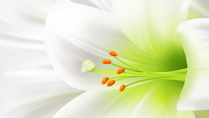 leaf, lily, fruit, white color, garden, grass, 1080P, vegetable, design, green color, freshness, summer, element, decoration, natural, shape, color, floral