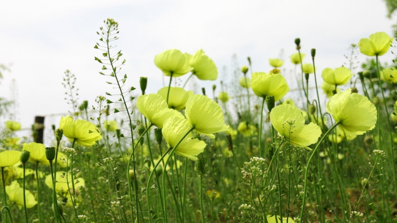 season, flower head, ecology, landscape, countryside, cloud, selective focus, no people, leaf, life, 1080P, vegetable, color, bright, design, sun, grass