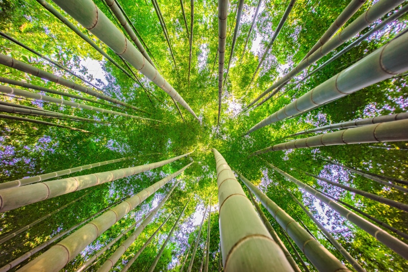 plant, green Color, trees, 4K, tall - High, leaf, forest, ant, ILCE-7M2, bamboo - Plant, bamboo Grove, growth, outdoors, F4.5, view, nature, tree, Yokohama