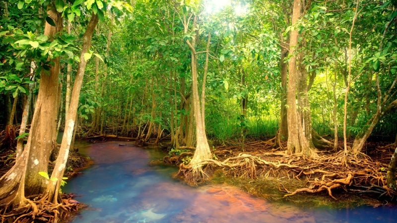 woodland, tropical forest, riparian forest, wetland, mangrove tree, mangrove forest, jungle, forest, 1080P, swamp, tree, ecosystem, tropical landscape