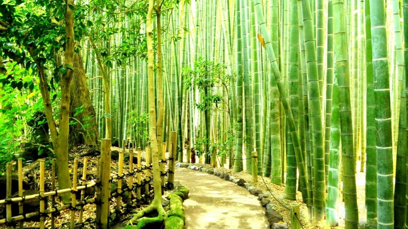 asia, green color, beauty in nature, tree trunk, bamboo - plant, trunk, japan, plant, green, 1080P, grove, path, kamakura, woodland, land, garden, forest