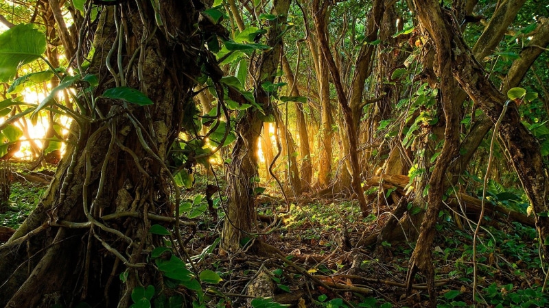 branch, vegetation, growth, no people, woodland, tranquil scene, sunlight, tree, tranquility, beauty in nature, root, tree trunk, scenics - nature, land