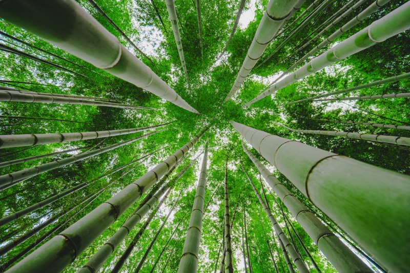 Yokohama, 5K, 35mm, green bamboo, forest, Looking up, plant, forest  green, ZA, bamboo - Plant, trees, view, cho, photography, jangle, worms, green, growth