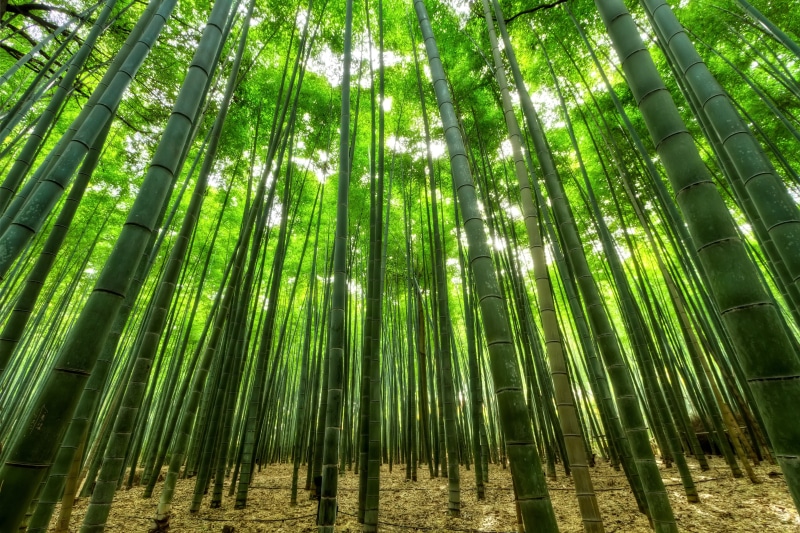 5K, nature, beauty in nature, non-urban scene, outdoors, day, green color, bamboo, nature, grassfield, green, woodland, bamboo trees, aforestation