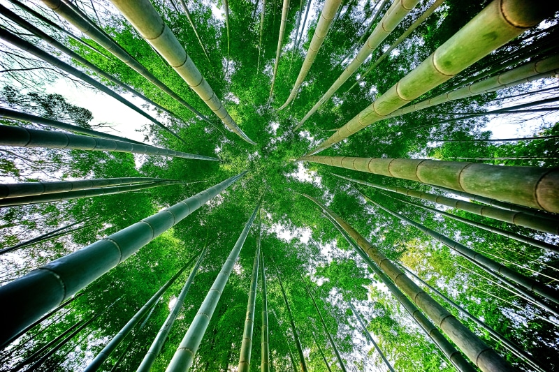 photography, bamboo - Plant, japan, growth, arashiyama, angle, grove, bamboo Shoot, sony, green Color, 5K, ILCE-7M2, outdoors, asia, nature, forest, leaf