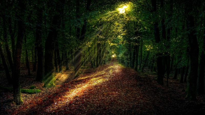 4K, woodland, path, ecosystem, sunlight, sunray, forest, forest path