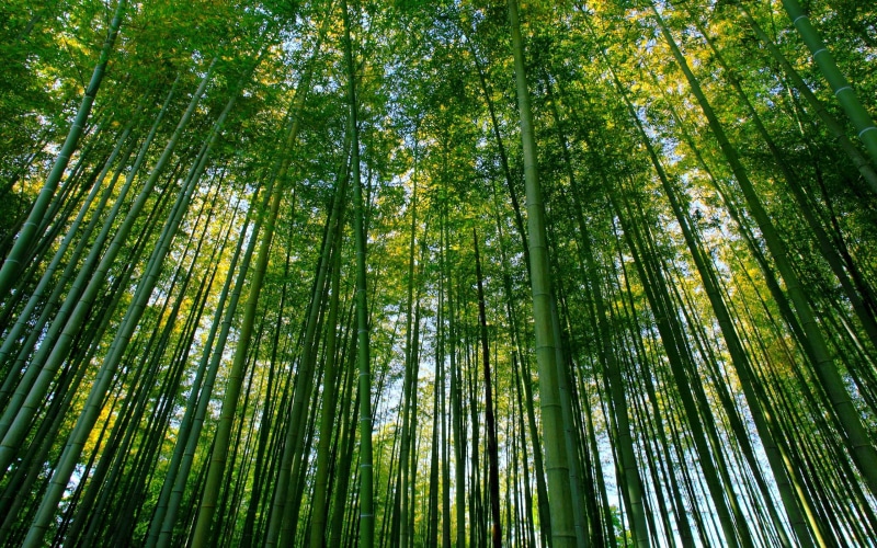 forest, scenery, nature, green, bamboo forest, bamboo, 2K