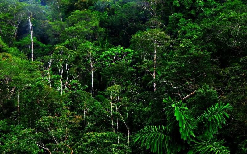 green color, nature, foliage, plant, forest, rainforest, tranquil scene, growth, non-urban scene, land, plant part, idyllic, no people, scenics - nature
