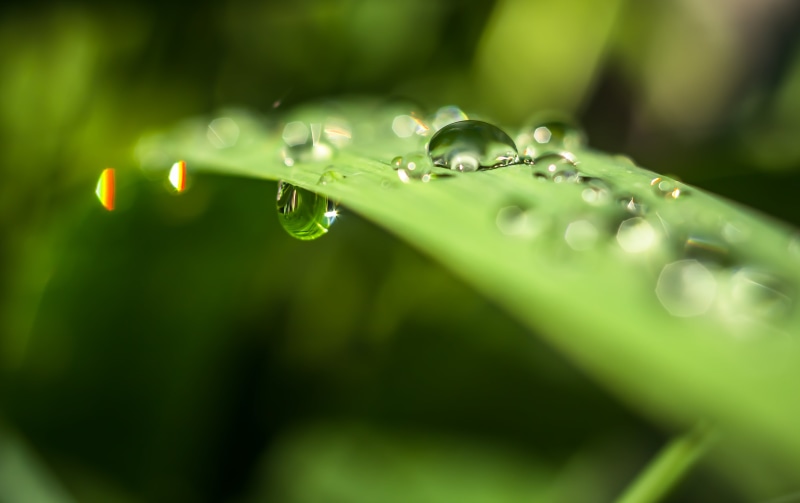 sorin, romania, green, macro, wet, purity, nature, abstract, green leaf, leaf, grass, summer, selective, green Color, bokeh, photography, 35mm, selective focus