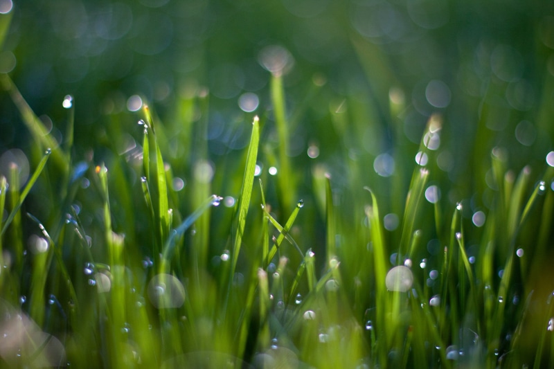 dew, wet, freshness, macro, plant, drop, green grass, Water, summer, drops, grass, environment, green, springtime, abstract, backgrounds, 4K, macro photography