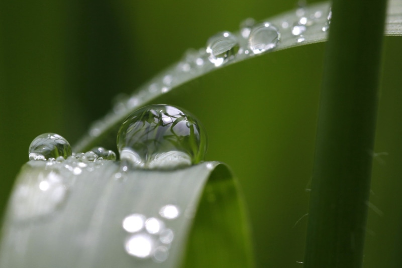 green  grass, curves, leaf, freshness, blur, transparent, distortion, raindrop, grass  surface, plant, nature, wet, environment, refraction, backgrounds