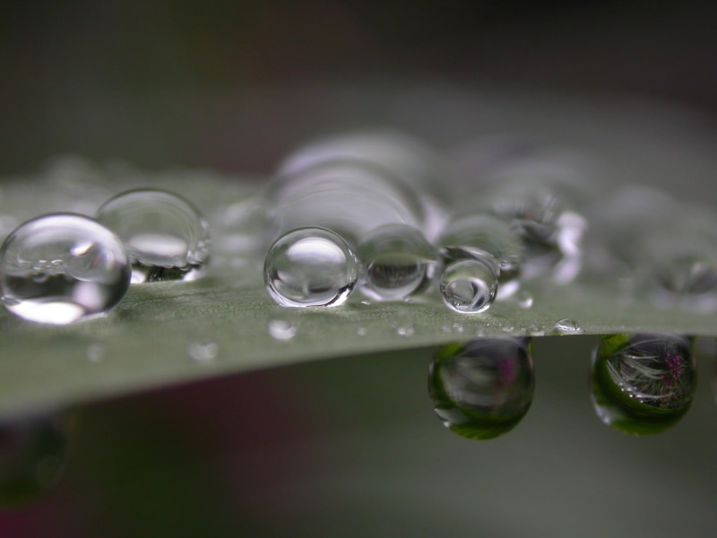 freshness, leaf, macro photography, green Color, green, photography, wet, green leaf, raindrop, regen, drop, 1080P, water, dew, drops, nature, transparent