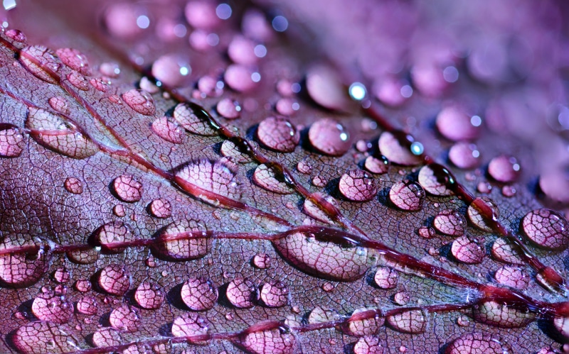 scene, light, plant, background, art, photography, water, vivid, foliage, growth, focus, macro, freshness, beauty in nature, natural, rain
