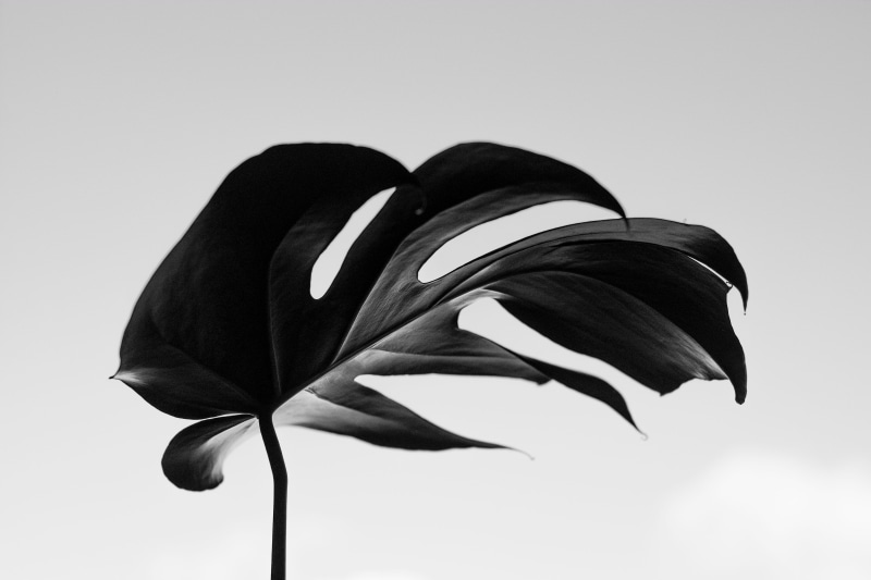 nature, isolated, 4K, leaf, blackandwhite, tree, monstera deliciosa, white, monstera, single Object, interior design, close-up, minimal, black And White