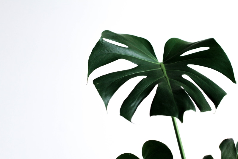 monstera monday, close-up, summer, green Color, tree, freshness, environment, single Object, backgrounds, white Background, simple, leaf, tropical Climate