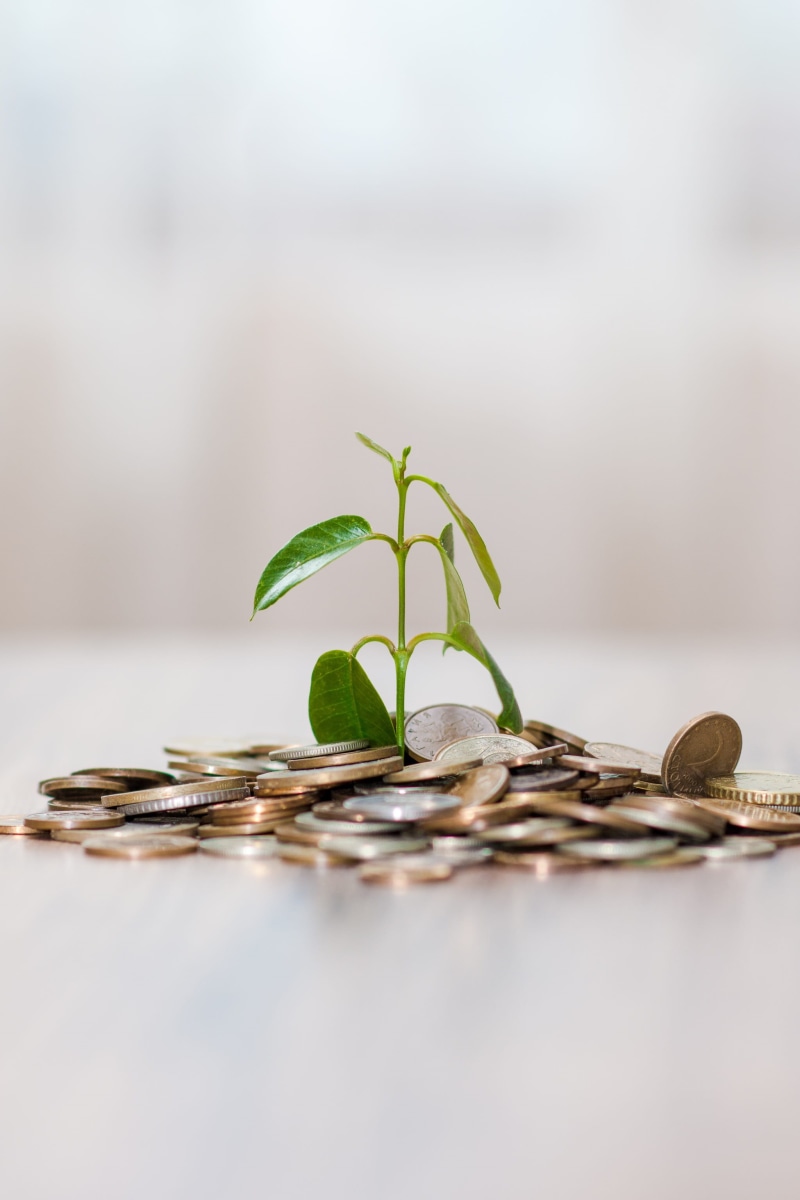 green, symbol, profit, exchange, financial, savings, economy, invest, sapling, leaf, nature, income, gardening, finance, green color, new life, rich, plant part