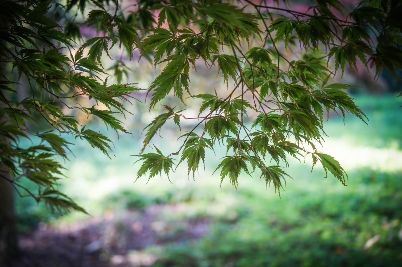 forest, green Color, nature, photo, Acer, plant, leaf, tree, 5K, green, Batsford  Arboretum, green leaf, outdoors