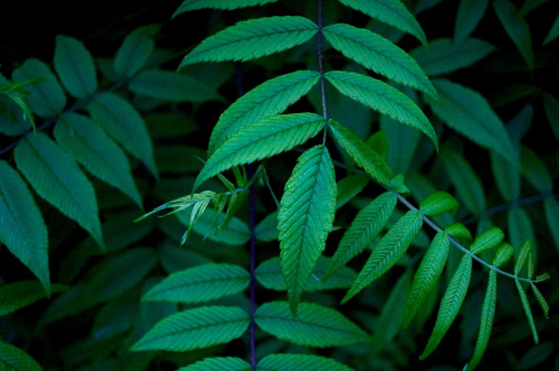 cannabis plant, freshness, greenery, plant part, forest, tree, marijuana - herbal cannabis, environment, plant, leaf, macro, backgrounds, green leaf, color Image