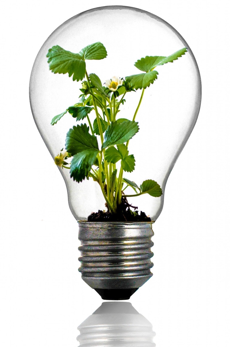 flower arrangement, flowering plant, flower, glass, savings, plant, indoors, white background, no people, power, bulb, innovation, light Bulb, beauty in nature