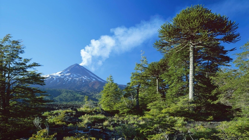 volcano, green, south america, llaima, lot, 1920x1080, tree, chile, nature, 1080P