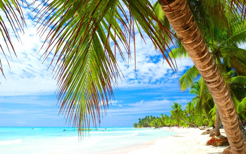 day, plant, tranquility, k, beauty in nature, hd, 4K, tranquil scene, scenics - nature, coconut palm tree, turquoise colored, nature, palm leaf, water
