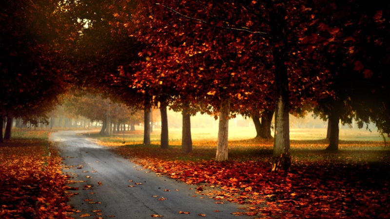 photography, 2560x1440, 4k pics, autumn, road, 2K