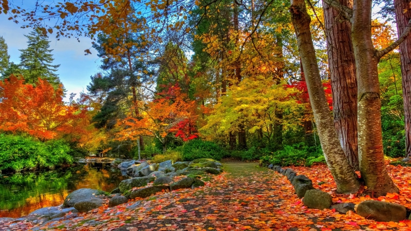autumn leaves, park, trees, pond, autumn colors, autumn landscape, 5K, path, colorful nature, colorful, autumn, autumn sunlight