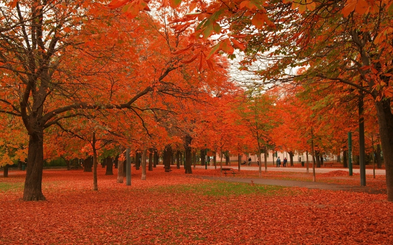 amazing nature, hd nature, beautiful nature, 2K, beautiful, autumn, Nature, trees, Scenery