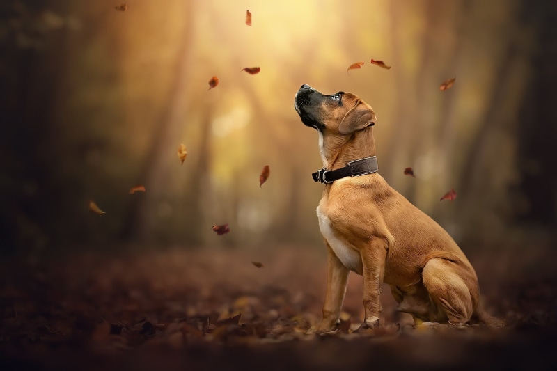 1080P, dog, autumn, each