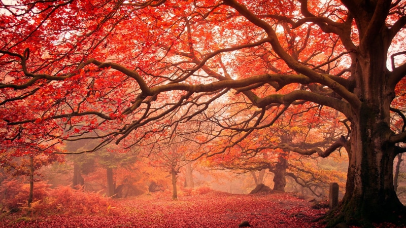 1080P, autumn leaves, tree, red leaves, autumn, deciduous, autumn landscape