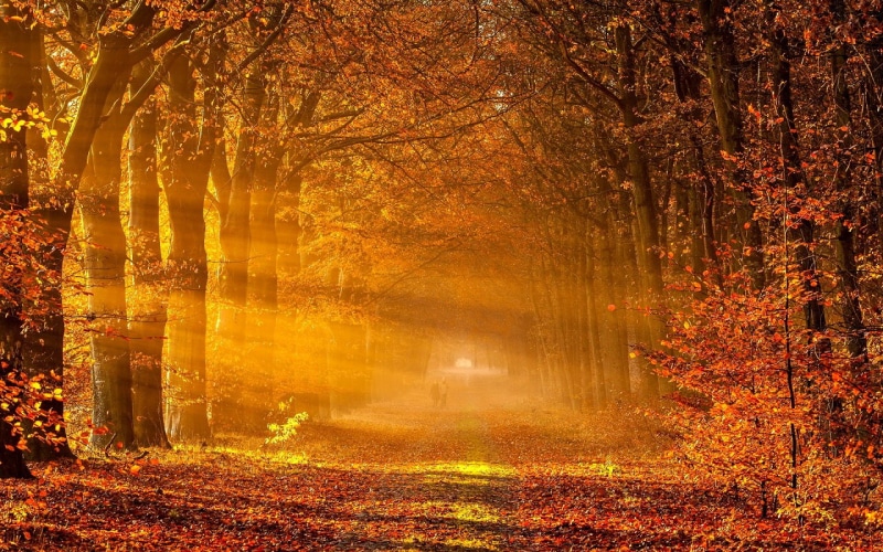 autumn, fall season, 720P, leaves, tree