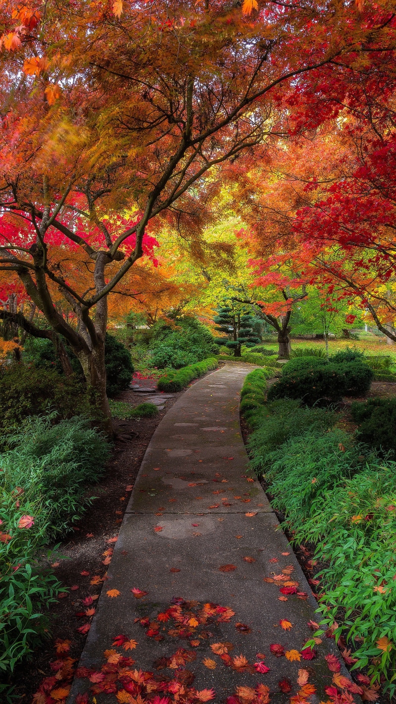 4K, direction, the way forward, orange color, change, leaf, tranquil scene, autumn, outdoors, tranquility, footpath, diminishing perspective, beauty in nature