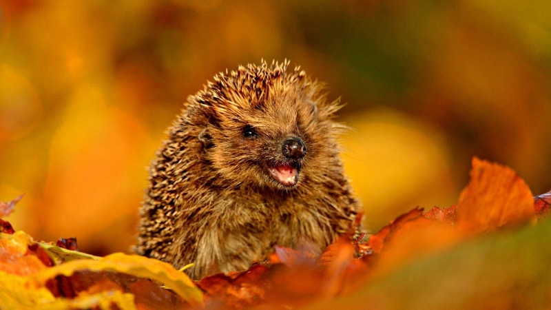 autumn, hedgehog, animals, leaves, 1080P