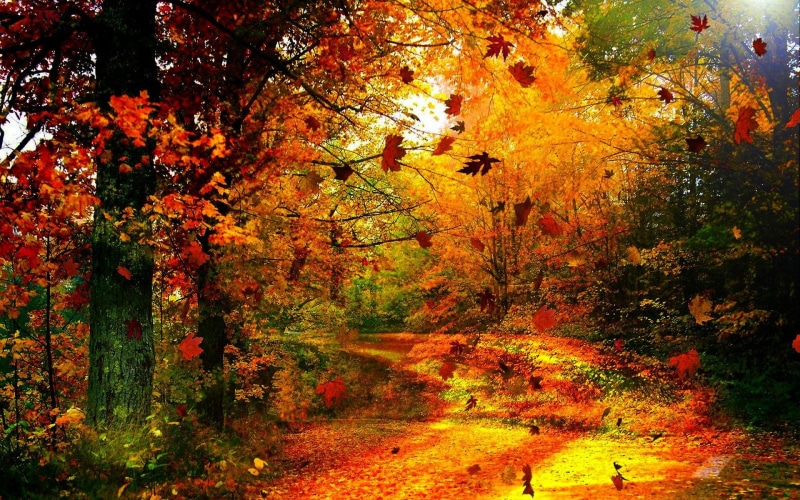 wind, leaves, nature and landscapes, branches, gold, forest, windy, foliage, 1080P, trees, autumn