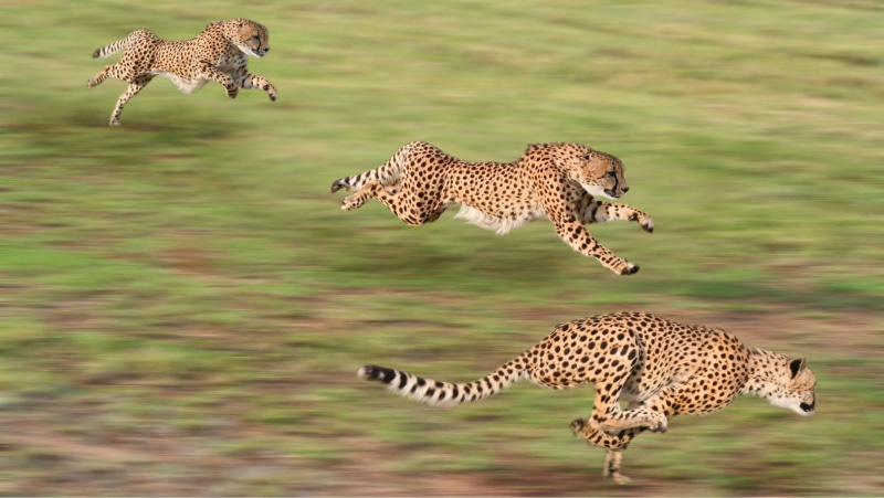 hunting, cheetahs, cat, group of animals, spotted, mammal, blurred motion, motion, cheetah, motion blur, animal, animal themes, undomesticated cat, running