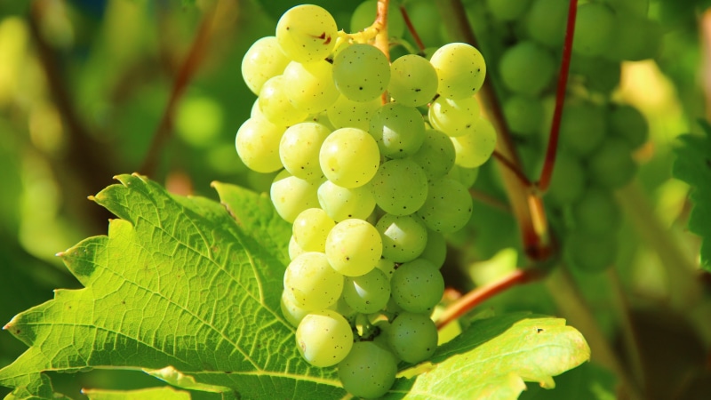 vitis, grapevine, agriculture, grapes, vineyard, food, 5K, fruit, viti, viticulture, grape