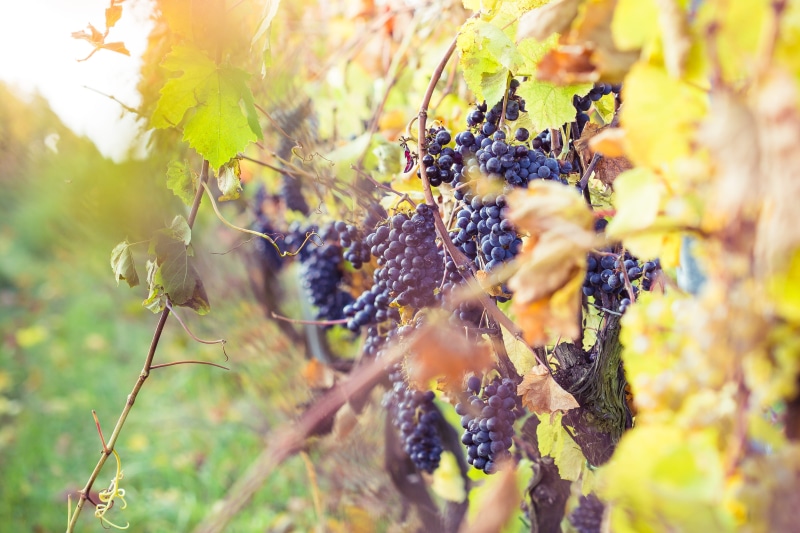 rural Scene, no people, day, growing, winery, berry fruit, animal wildlife, outdoors, autumn, beauty in nature, growth, food, plant part, Vineyard, vine